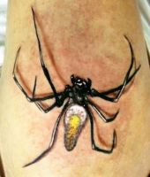 czarno biało żółty pająk