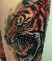 głowa ryczącego tygrysa