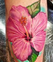 Hibiskus, ketmia, róża chińska