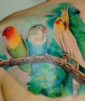 trzy piękne papugi tatuaże na plecach