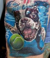 pies nurkuje za piłką