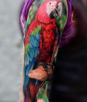 czerwona papuga z niebieskimi skrzydłami tatuaże