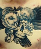 macki ośmiornicy na czaszce