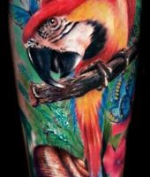 papuga i ślimak tatuaże
