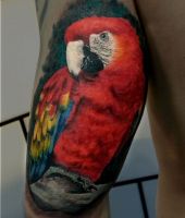 papuga w kolorze czerwonym