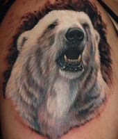 Baiły niedźwiedź polarny