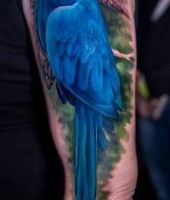Niebieska papuga na ręce
