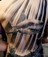 duży rekin na plecach