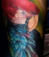 papuga na tatuaż