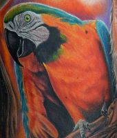 papuga tatuaż na ręce