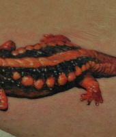 pomarańczowa jaszczurka