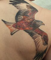 ptak drapieżny w locie